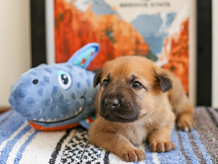 chinook puppy